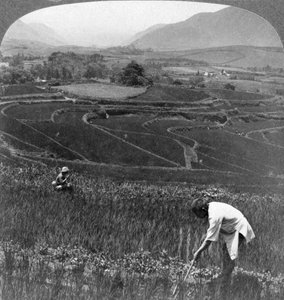 Fruktbare rismarker i det gamle krateret i Aso-San, Japan, 1904. av Underwood and Underwood