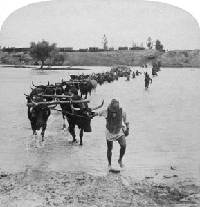 Fording the Modder River, Boer War, Sør-Afrika, 15. februar 1901. av Underwood and Underwood