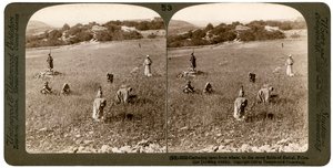 Å samle ugress fra hvete i de steinete åkrene i Bethel Baytin, Palestina, 1900. av Underwood and Underwood