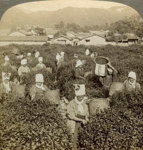 Jenter plukker te, Uji, Japan. av Underwood and Underwood