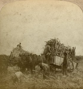 Laster stokk, sukkerplantasje, Louisiana, USA. av Underwood and Underwood