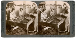 Produserer silke, Syria, 1900-tallet. av Underwood and Underwood
