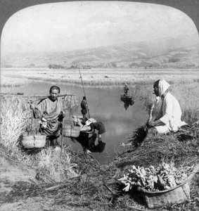 Men gathering rushes near Suzukawa, Fujiyama, Japan, 1904. av Underwood and Underwood