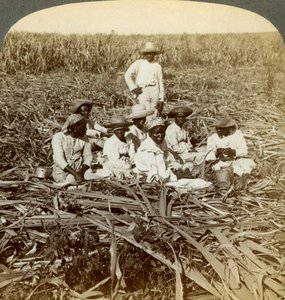 På La Union sukkerplantasje, San Luis, Santiago-provinsen, Cuba, 1899. av Underwood and Underwood