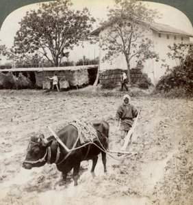 Pløying av oversvømt mark for risplanting, nord for hovedveien ved Uji, nær Kyoto, Japan, 1904. av Underwood and Underwood