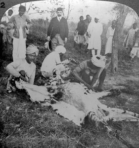Å flå en død tiger, skudd av Maharajah fra Cooch Behar, India, ca 1900-tallet. av Underwood and Underwood