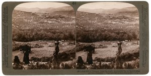 Samariahøyden, fra sør, omgitt av fiken- og olivenlunder, Palestina, 1900. av Underwood and Underwood