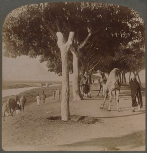 Veien til pyramidene, Egypt, 1896. av Underwood and Underwood