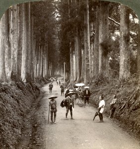 Lundene var Guds første templer, avenue av edle kryptomerier i Nikko, Japan, 1904 av Underwood and Underwood