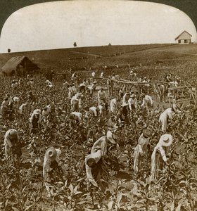 Tobakksåker, Montpeller, Jamaica, 1900. av Underwood and Underwood