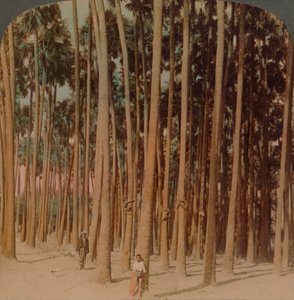 Toddy palmer 100 fot høye, Pagan, Burma, 1907. Kunstnere: Elmer Underwood, Bert Elias Underwood. av Underwood and Underwood