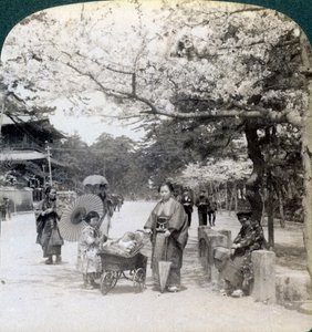 Under kirsebærblomstene, ser nordøstover langs hovedgaten til Shiba Park, Tokyo, Japan, 1904 av Underwood and Underwood