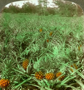 Der den saftige ananasen vokser, Florida, USA, 1896. av Underwood and Underwood