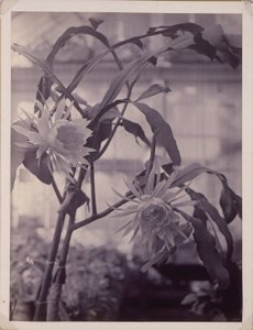  av Unidentified