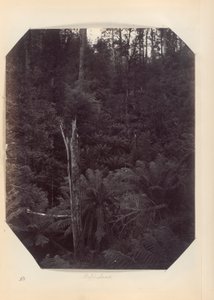 Australia - (Victoria og S. Australia) av Unknown