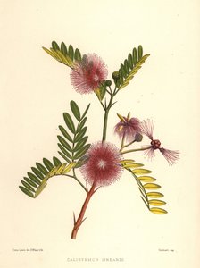 Flaskebørste, Callistemon linearis (Calistemon linearis) av Unknown