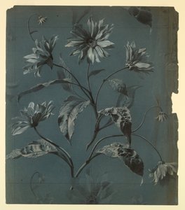 Design for tapet eller tekstil av tusenfryd-type blomst med Repeat av Unknown