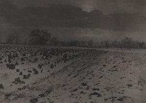 Åker med kål under snø av Unknown