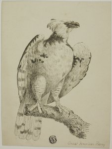 Flott amerikansk harpy av Unknown