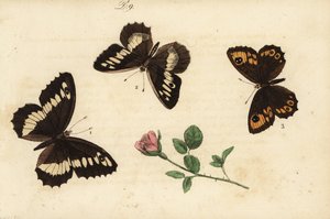 Storbåndet harr, Brintesia circe 1, eremitt, Chazara briseis 2, og stor vegg brun, Lasiommata maera 3 av Unknown