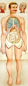 Human Anatomy fold-out utdanningsmodell, ca. 1895 av Unknown