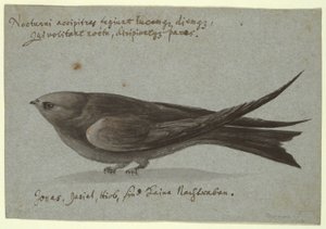 Nightjar av Unknown