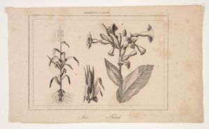 Uten tittel (Study of American Agriculture) av Unknown