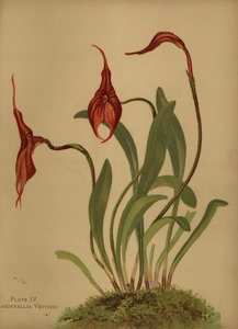 Veitchs masdevallia eller kongen av masdevalliaene, Masdevallia veitchiana av Unknown