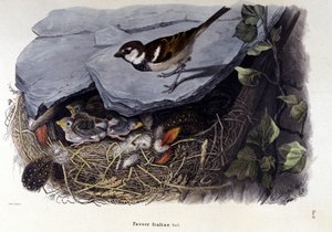 Et bord som representerer en vanlig fugl (eller spurv) nær reiret. av Unknown artist