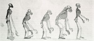En sammenlignende studie av skjelettene til mennesket og aper: gibbon, orang outan (orang-utang, orang outang, orangutang), sjimpanse og gorilla. av Unknown artist