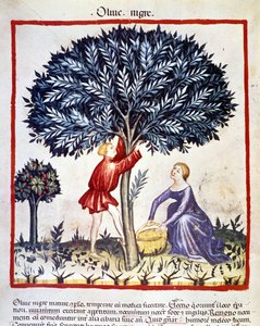 En mann klatrer på et oliventre for å plukke svarte oliven. Belysning fra melking av medisin og diett "" Tacuinum sanitatis"" av Unknown artist