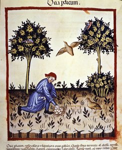 En mann plukker egg fra reiret til et rapphøne. Belysning fra melking av medisin og diett "" Tacuinum sanitatis"" av Unknown artist