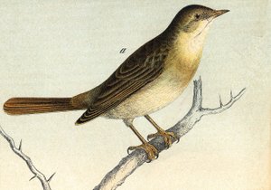 En nattergal - grav. 1800-tallet av Unknown artist