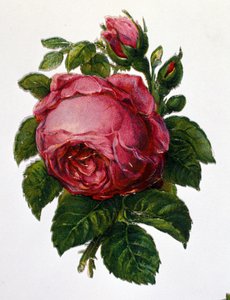 En rose av Unknown artist