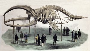 Et skjelett av hval ved Royal College of Surgeons i London. 1800-talls gravering av Unknown artist