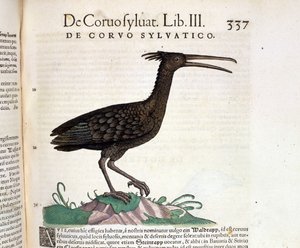 En vill ravn fra Historia Animalium til Conrad Gesner, Tiguri 1560. Biblioteca Nazionale Braidense. Milan av Unknown artist
