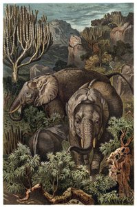 African elephant (Loxodonta) - African elephant (Loxodonta) - engraving from “” Brehm