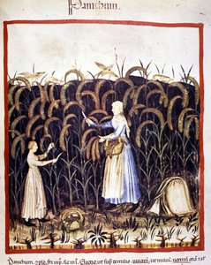 Jordbruk. Recolle panikk (kornblanding). Belysning fra melking av medisin og diett "" Tacuinum sanitatis"" av Unknown artist