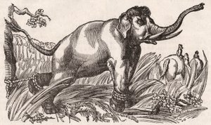 En elefant fanget i Savanna, Afrika av Unknown