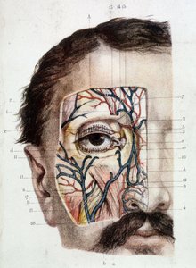 Anatomisk tavle på øyet og dets miljø (skinnet) av Unknown artist