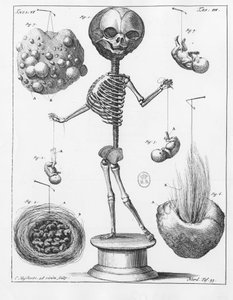 Anatomisk plate som representerer et skjelett, av Frederik Ruysch (1638-1731), nederlandsk anatom. av Unknown artist