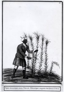 Antiller, innenlandsk nigger som skjærer sukkerrør. av Unknown artist