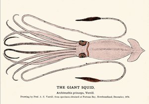Architeuthis princeps, den gigantiske blekkspruten sviktet på stranden i Fortune Bay (Newfoundland) i desember 1874 og først beskrevet av professor A.E. Verrill. Era gravering. av Unknown artist
