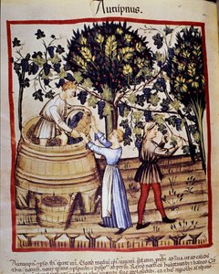 Høstepresentasjon: høsting. Drueplukkingen. Belysning fra melking av medisin og diett "" Tacuinum sanitatis"" av Unknown artist