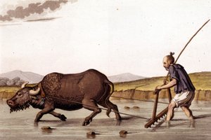 Bort fra å sørge over rismarkene med en okse - i Ancient and Modern Costume av J. Ferrario, red. Milano av Unknown artist