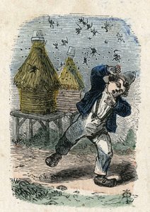 Bier angriper et barn i nærheten av bikuben deres. Illustrasjon 1800-tallet. Bianchetti-samlingen av Unknown artist