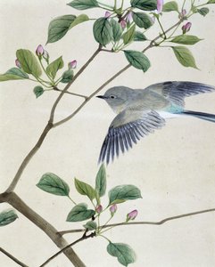 Fugl - japansk tegning av Riou Chim, sent på 1800-tallet av Unknown artist