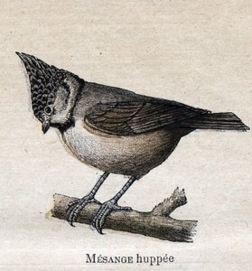 Fugler som er nyttige for jordbruk: Cupped Chickadee av Unknown artist