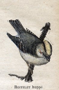 Birds Useful to Agriculture: Rupped Roitelet av Unknown artist