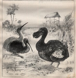 Fugler som forsvinner: dodo (eller dronte) og apteryx (eller kiwi kiwi) - Gravering i "" La Science francaise"" av Unknown artist